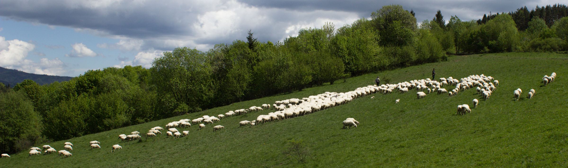 Owce na hali przed Cyrhlami