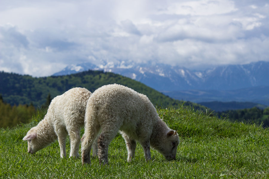 Owieczki na Palenicy, w tle Tatry Bielskie